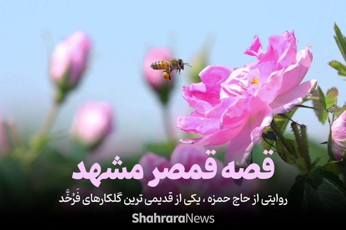 روستای فرخد در نزدیکی مشهد، این روز‌ها به قمصر خراسان و مشهد معروف شده است. فرخد در این سال‌ها میزبان مردمی است که در فصل بهار در جستجوی عطر خوش گل و گلاب هستند. روایت پیش رو از حاج حمزه، یکی از قدیمی‌ترین گلکارهای فرخّد می باشد.