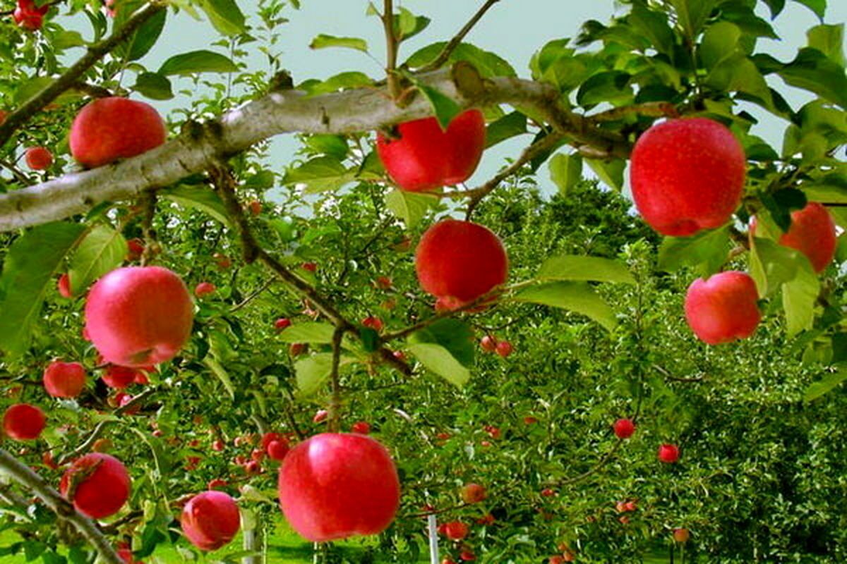 بر اساس گزارش مرکز آمار ایران مقدار تولید محصولات دائمی باغی در سال ١٤٠١ حدود ١٢ میلیون تن برآورد شده است. مساحت باغ‌ها و قلمستان های کشور در سال ١٤٠١، حدود  ١,٩میلیون هکتار برآورد شده که ٦٩ درصد باغ ساده (تک محصولی) و ٣١ درصد باغ مخلوط (چند محصولی) بوده است.