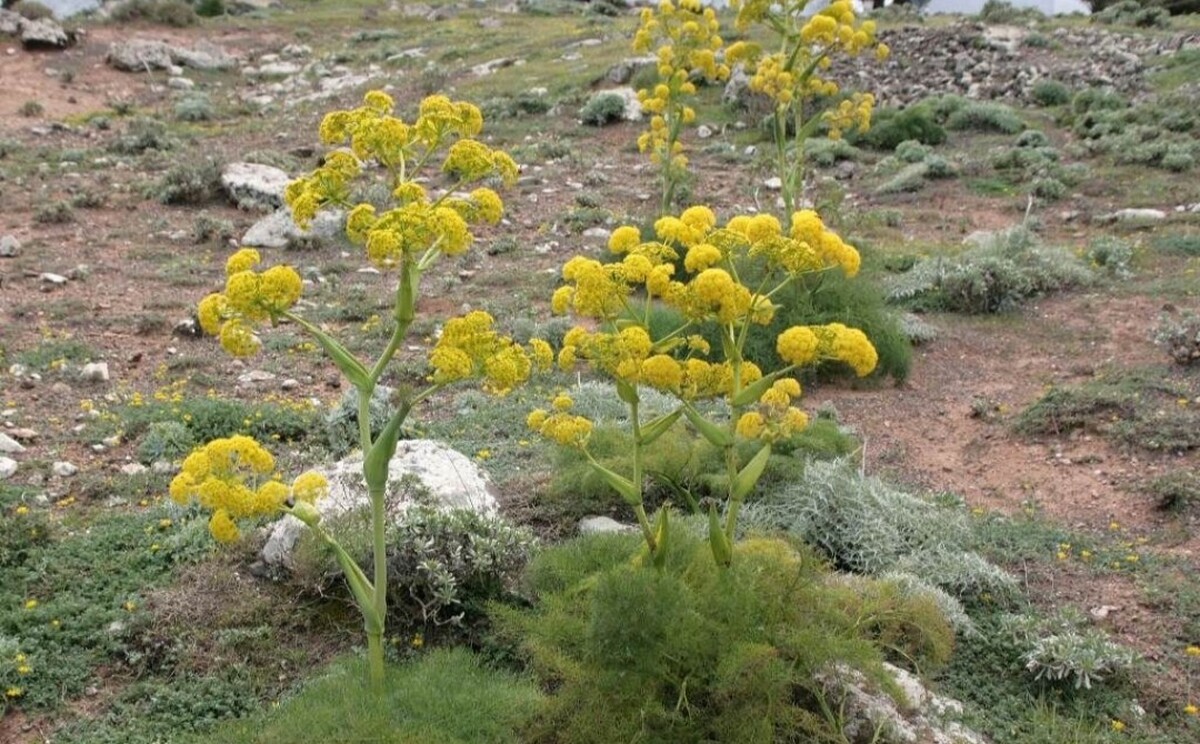 مدیر جهاد کشاورزی شهرستان مشهد گفت: هر ساله سطح زیر کشت گیاهان دارویی در شهرستان مشهد بین ۱۵ تا ۲۰ درصد توسعه پیدا می‌کند.