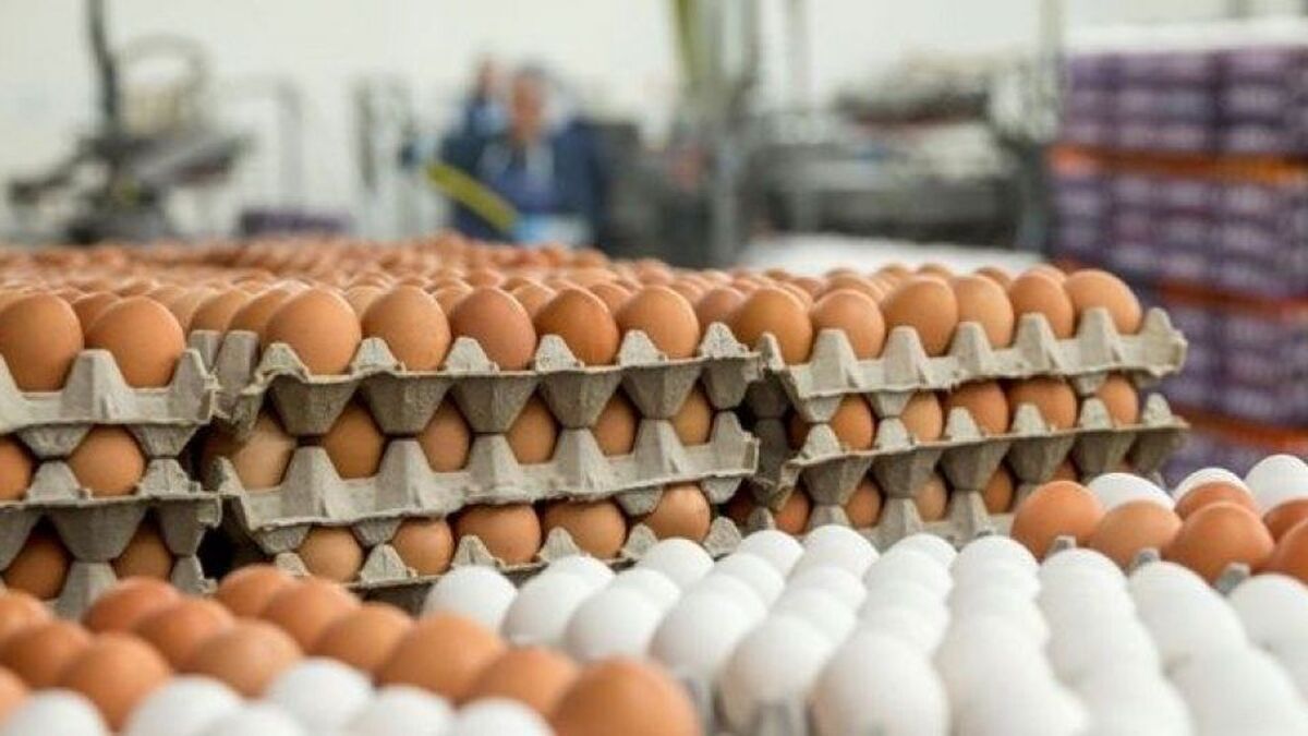 قیمت تخم مرغ بسته بندی شده با در روی محصول ۱۱۸ هزار و ۶۵۰ تومان و بدون در۱۱۵ هزار و ۶۵۰ تومان برای اجرا از ابتدای تیرماه اعلام شد.