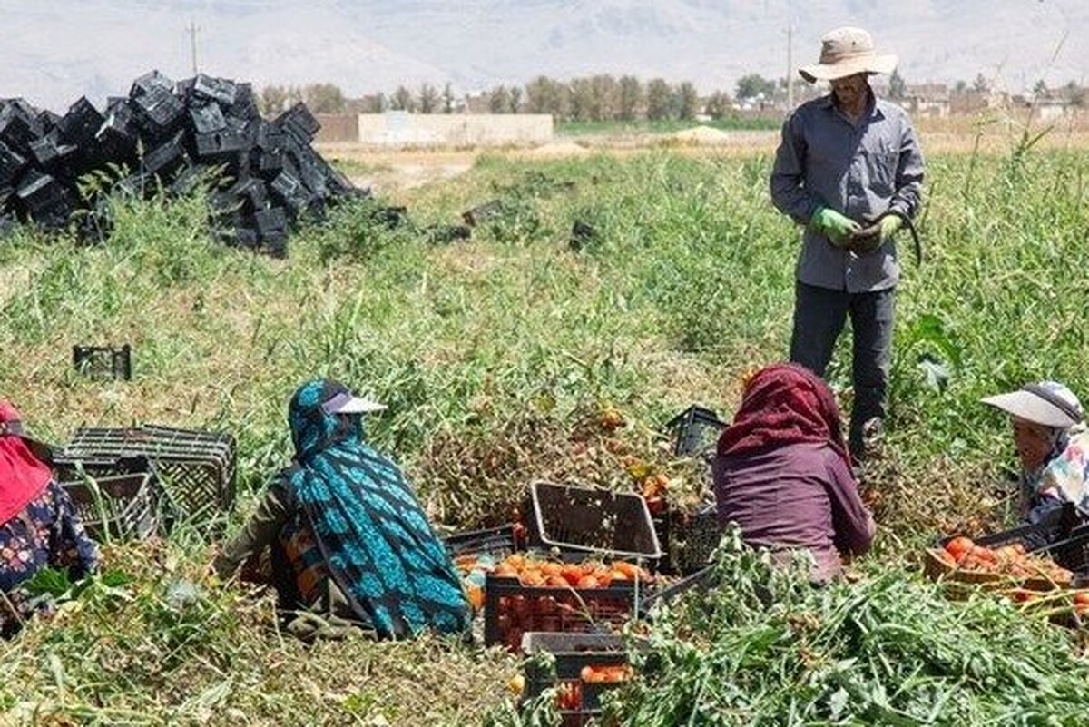 مدیرعامل صندوق بیمه اجتماعی کشاورزان، روستائیان و عشایر گفت: به‌منظور حمایت از مستمری بگیران صندوق و با هدف ایجاد کفایت مستمری، برای نخستین بار در دولت سیزدهم میزان ۴۳ درصد حقوق مستمری بگیران صندوق افزایش پیدا کرد.