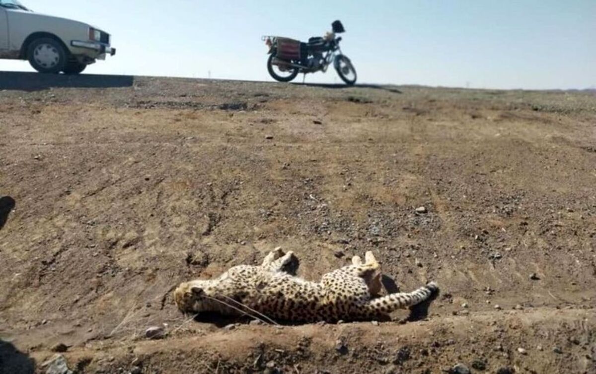 نگاهی به  خطرناک‌ترین جاده‌های خراسان رضوی که با عبور از  زیستگاه حیات وحش، جان حیوانات را نشانه می‌گیرند.