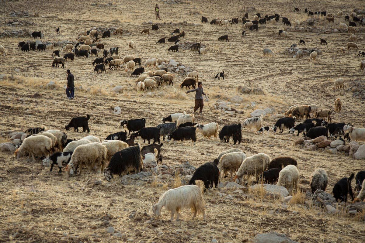 دامداران خراسان رضوی دیگر توانی برای ماندن در خشکسالی را ندارند