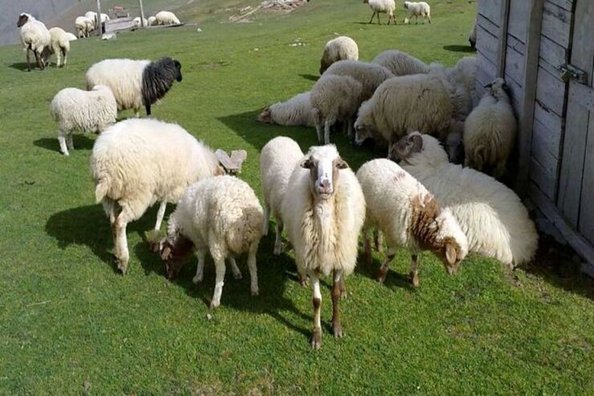 مدیرعامل اتحادیه دام سبک گفت: با توجه به ازدیاد عرضه و انباشتگی دام، قیمت هرکیلو دام زنده به ۱۵۰ هزارتومان رسیده است.
