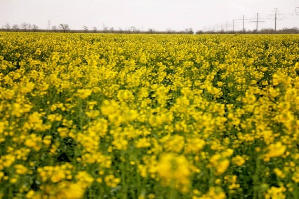 معاون بهبود تولیدات گیاهی سازمان جهاد کشاورزی خراسان رضوی گفت: خرید تضمینی دانه روغنی کلزا به عنوان یکی از محصولات مهم و استراتژیک در استان به میزان ۲۴۵ تن رسیده است.