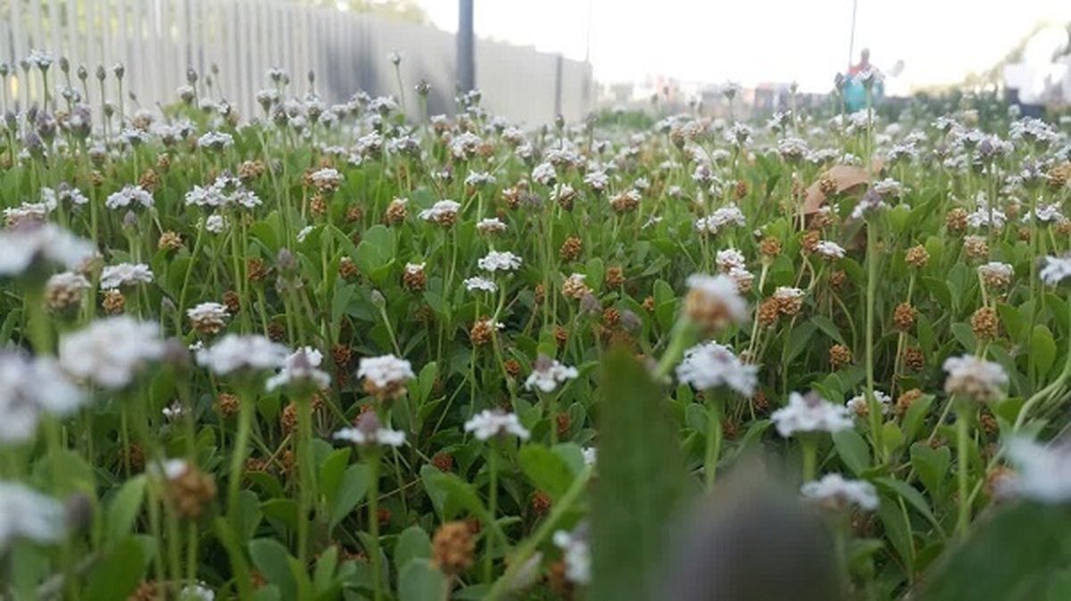 نمایی زیبا از گلهای پارک ملت مشهد(ضلع جنوبی) در یک صبح تابستانی(۱۴۰۲/۴/۱۱)