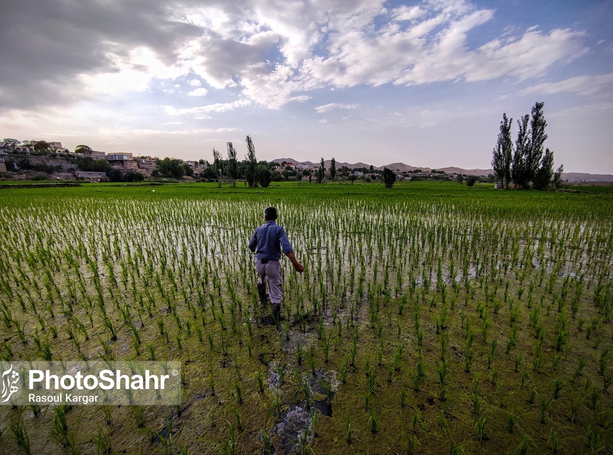 وزیر جهاد کشاورزی از گشایش ‌خط اعتباری جدید با دستور رئیس جمهور برای خرید برنج کشوارزان مازندرانی خبر داد و ‌گفت: خرید برنج ‌آغاز شده است.