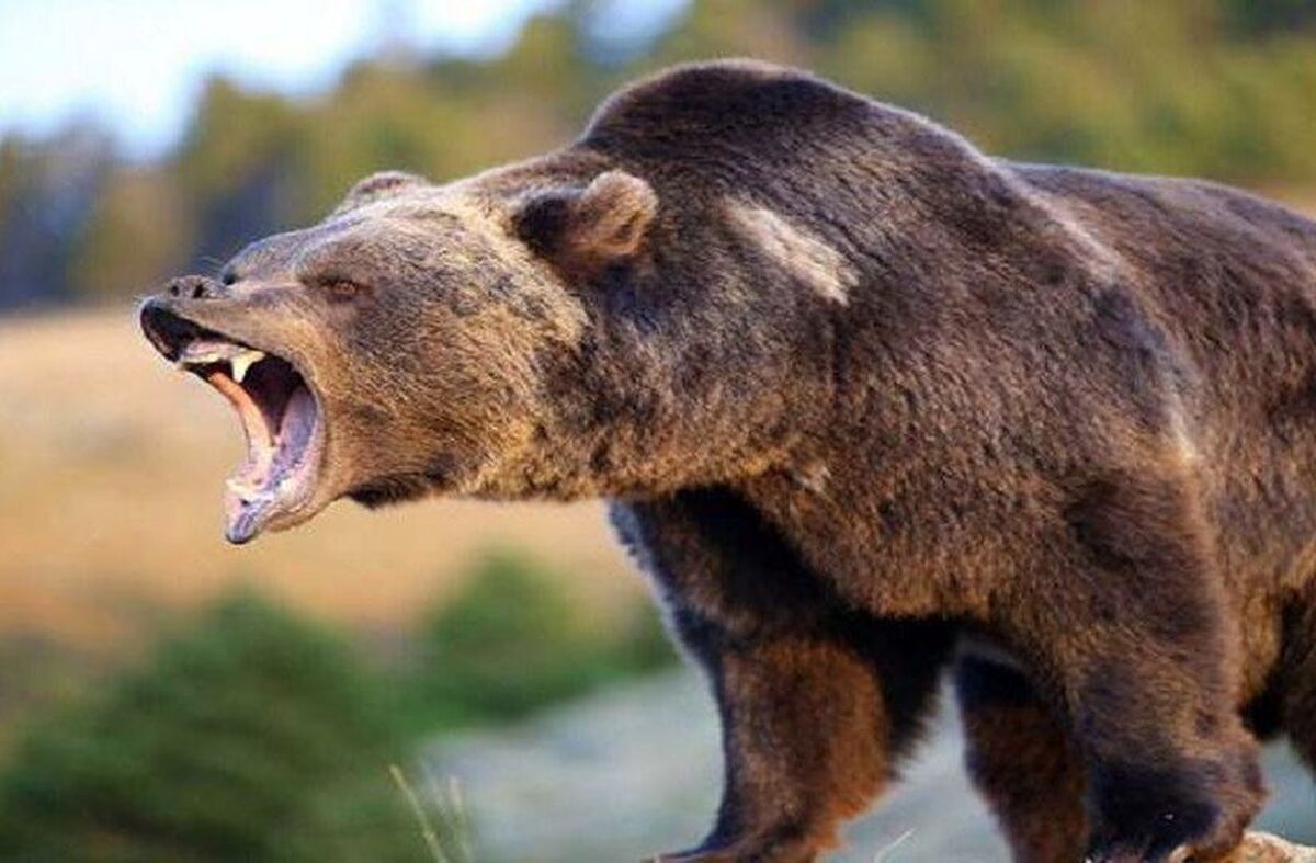 ۳ نفر از اهالی روستای سرد‌ها در استان آذربایجان شرقی مورد حمله خرس قهوه‌ای قرار گرفتند.
