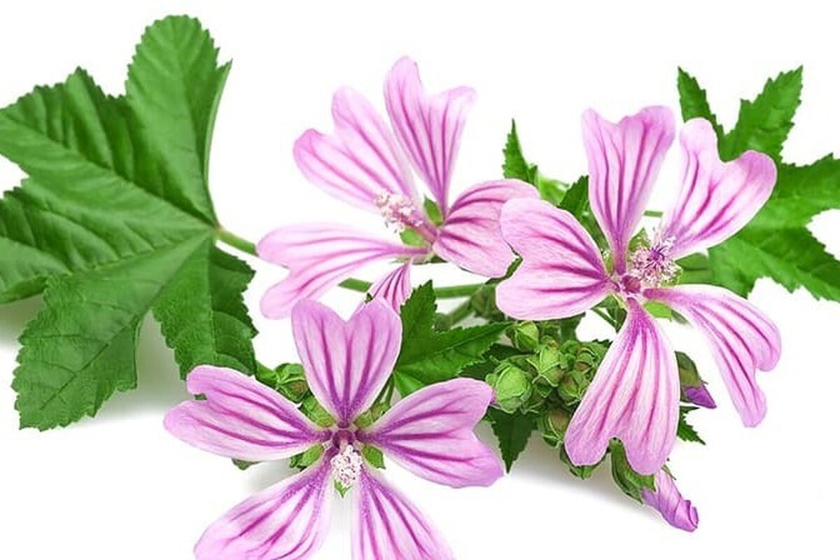 پنیرک یک گیاه پرخاصیت است که مردم از گل و برگ آن برای تهیه دارو استفاده می‌کنند.