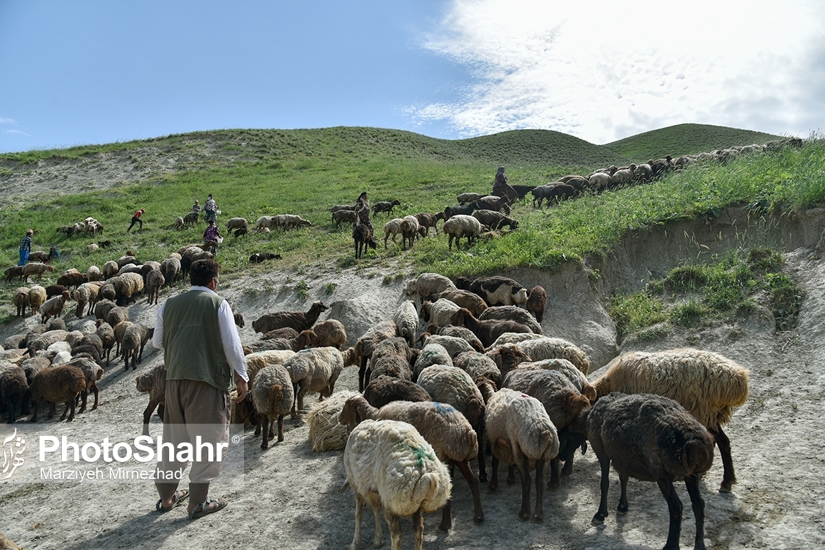 مدیرعامل اتحادیه دامداران خراسان رضوی گفت: حدود ۶ میلیون راس دام در استان هیچگونه هویتی ندارند و فاقد پروانه هستند که عمده مشکلات ما ناشی از عدم هویت‌بخشی دامداران است.