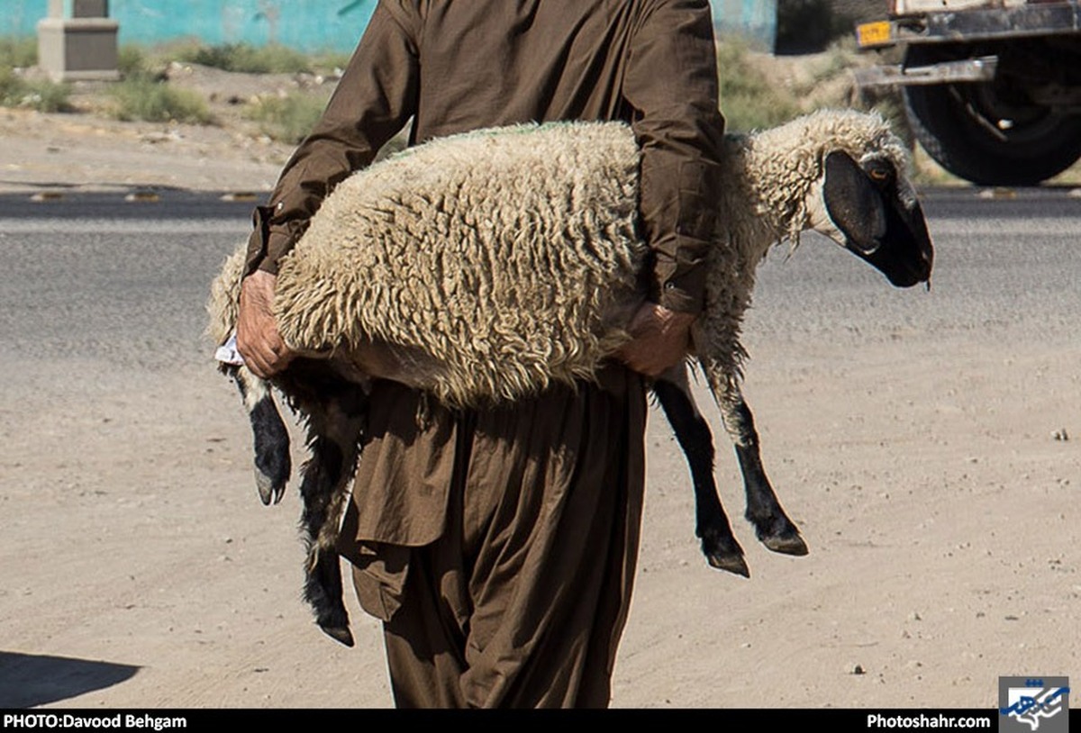مدیر کل دامپزشکی خراسان رضوی گفت: مهم‌ترین توصیه ما به هم‌استانی‌ها در آستانه عید قربان این است که خرید و ذبح دام حتما از مراکز مجاز و مراکزی که معرفی شده است، انجام دهند.