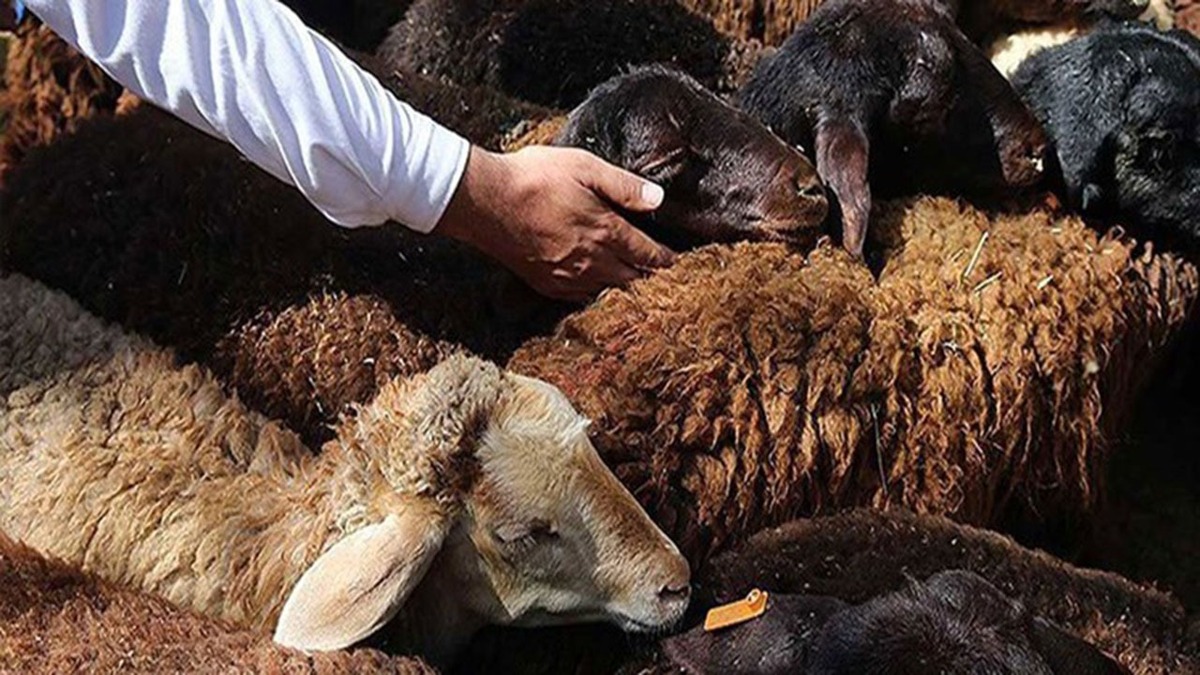 معاون محیط زیست و خدمات شهری شهرداری مشهد از ایجاد بستر‌های لازم برای ارائه خدمات مطلوب به شهروندان در راستای اجرای سنت حسنه قربانی در روز عید سعید قربان در ۵ مرکز مجاز عرضه و ذبح دام خبر داد.