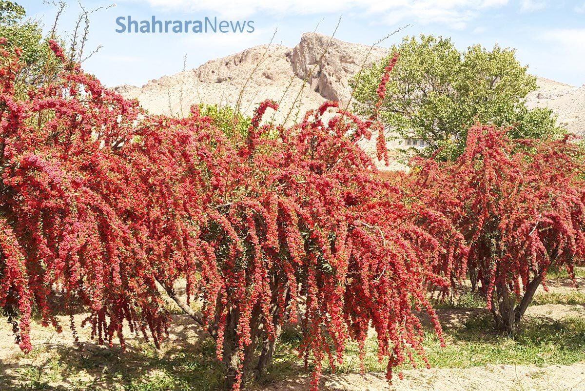 امروز قرار است با یکی از محصولات ارزشمند ایران آشنا شویم که به یاقوت سرخ شهرت دارد. نام این محصول زرشک است.