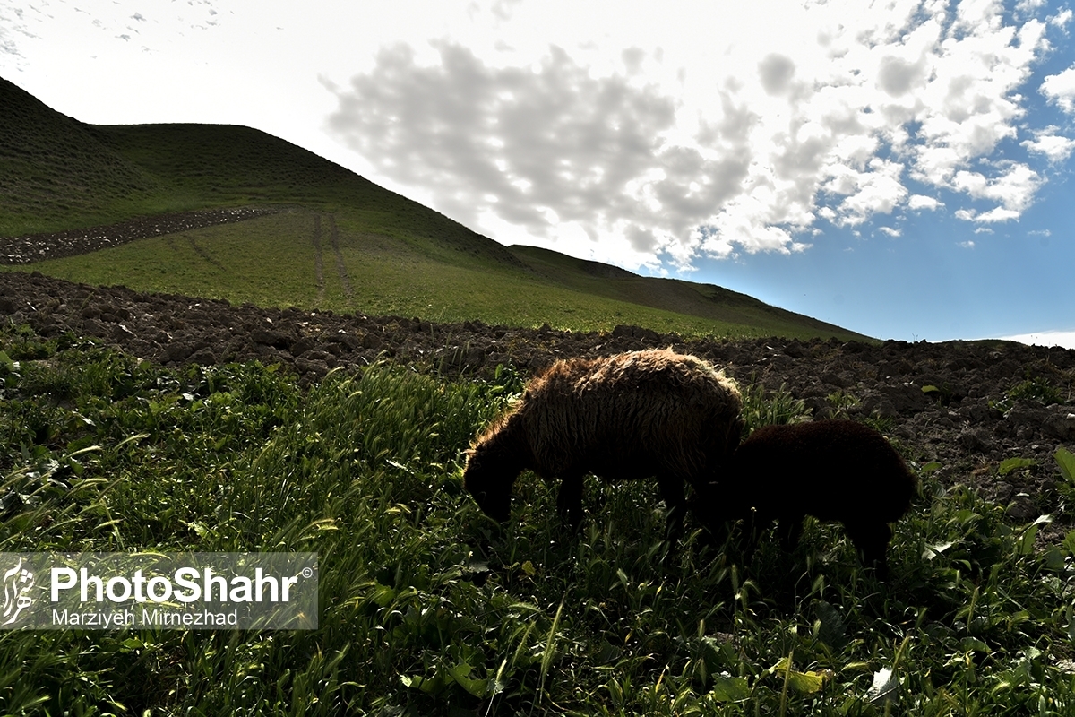 پس از کاهش چشمگیر تولید دام در خراسان رضوی، اکنون وضعیت دامداران در استان و شهر مشهد بهبود و رغبت برای تولید افزایش یافته است.