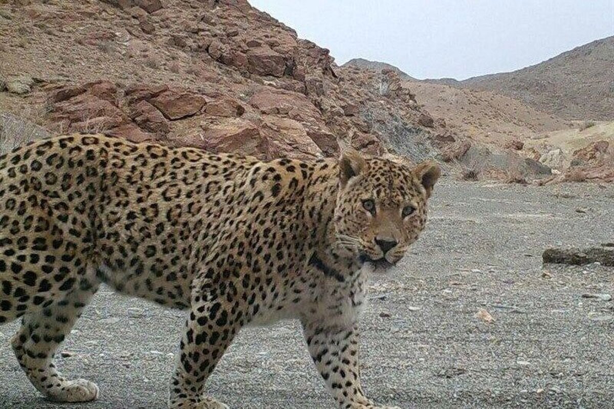 پارک ملی گلستان یا جنگل گلستان، منطقهٔ حفاظت شده در شرق استان گلستان و غرب استان خراسان شمالی است.