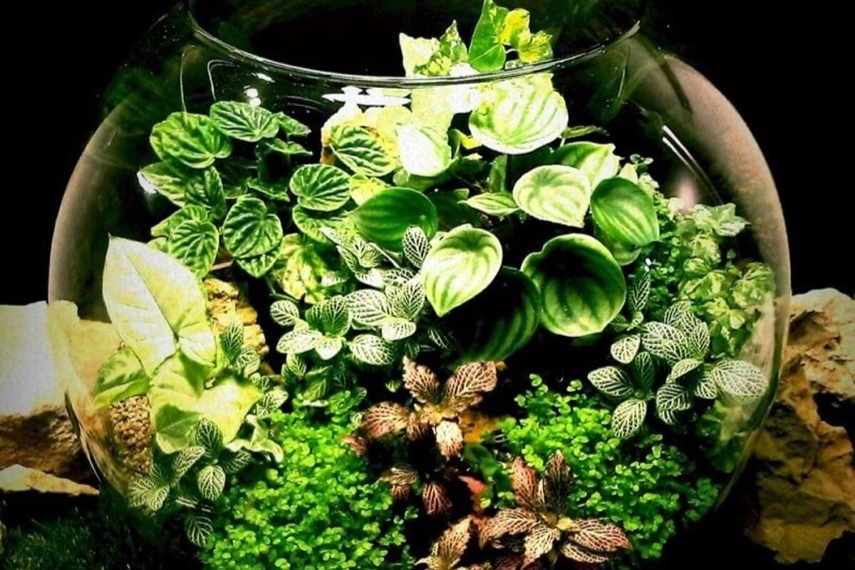 تراریوم، باغی مینیاتوری درون یک ظرف شیشه‌ای است. در این مطلب شما با تراریوم و نحوه‌ی ساخت آن آشنا می‌شوید.
