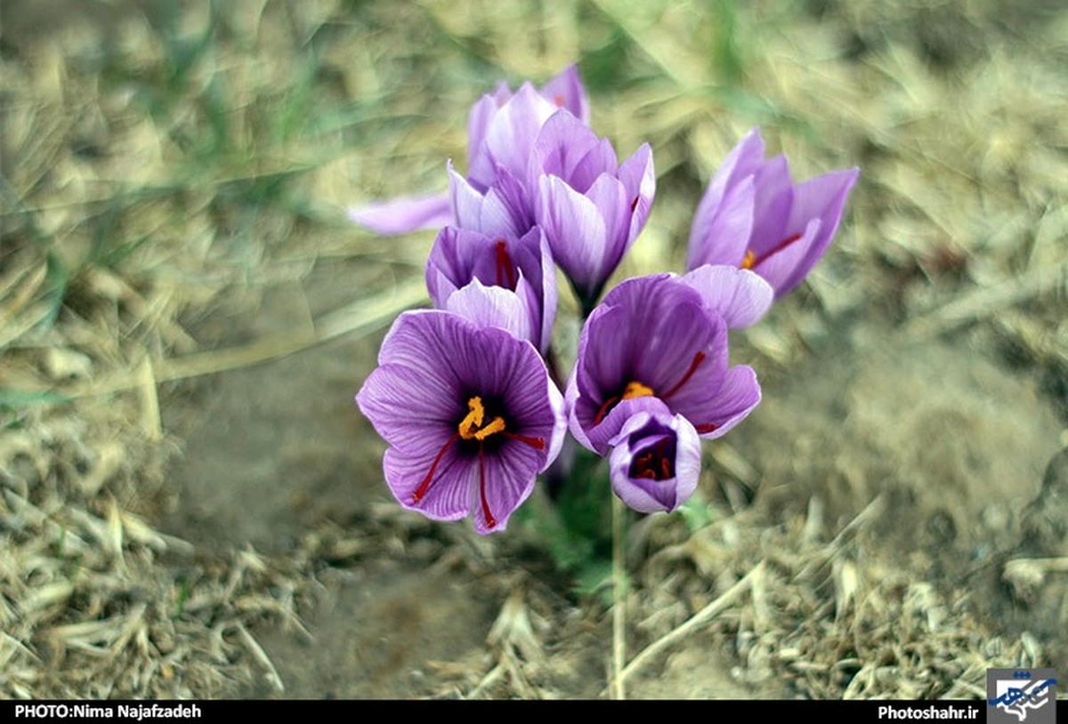 با توجه به خشکسالی سال‌های اخیر و بحران کمبود آب در ایران و همچنین استان خراسان رضوی، کشت گیاهانی که به کم آبی مقاوم هستند و مصرف آب کمی دارند به کشاورزان توصیه می‌شود.