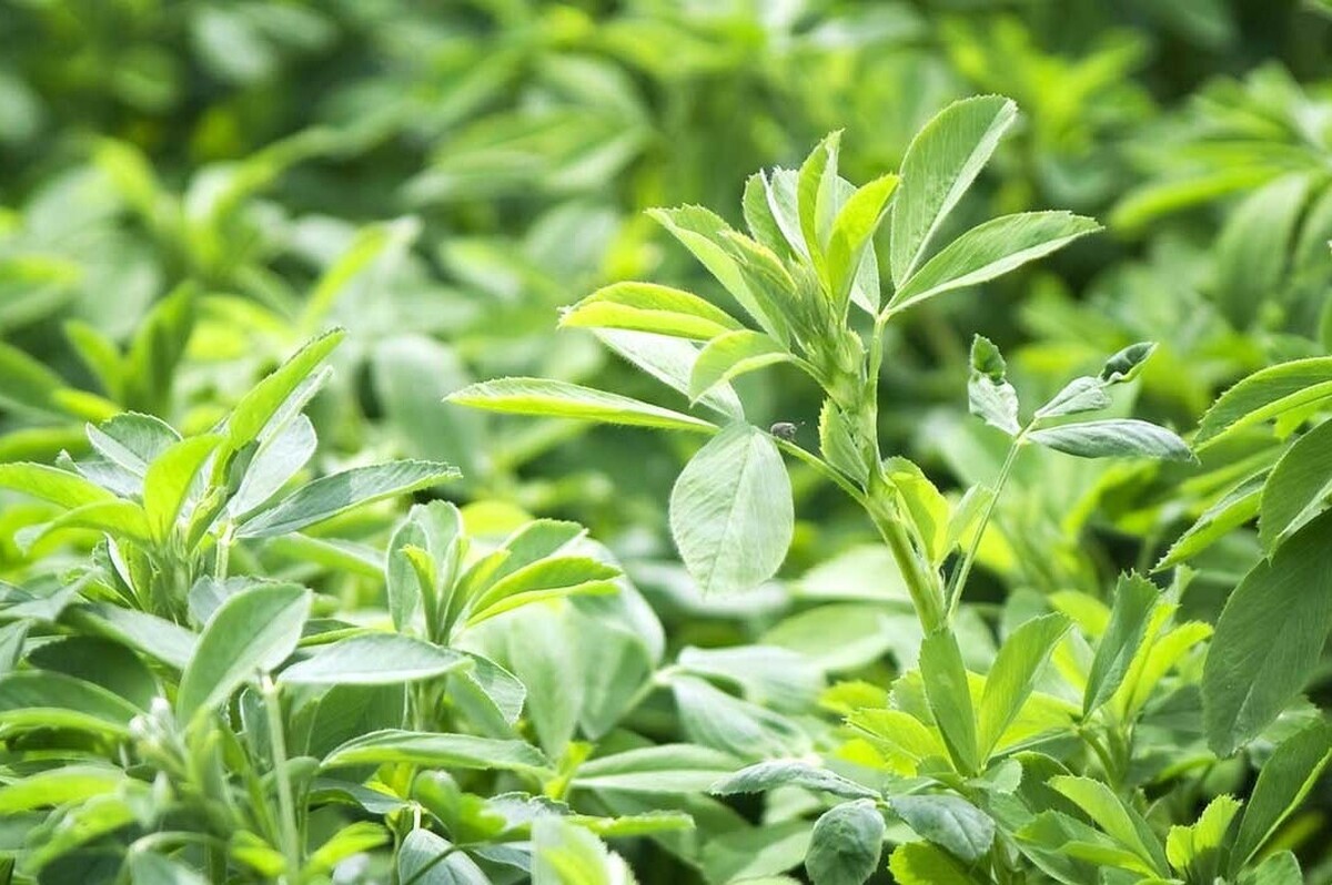 گیاه یونجه خواص مختلفی دارد که مهم‌ترین آنها تقویت‌کننده عمومی بدن، اشتهاآور، چاق‌کننده، مناسب برای رشد کودکان، شیرافزا، نرم‌کننده سینه و کاهنده کلسترول است.