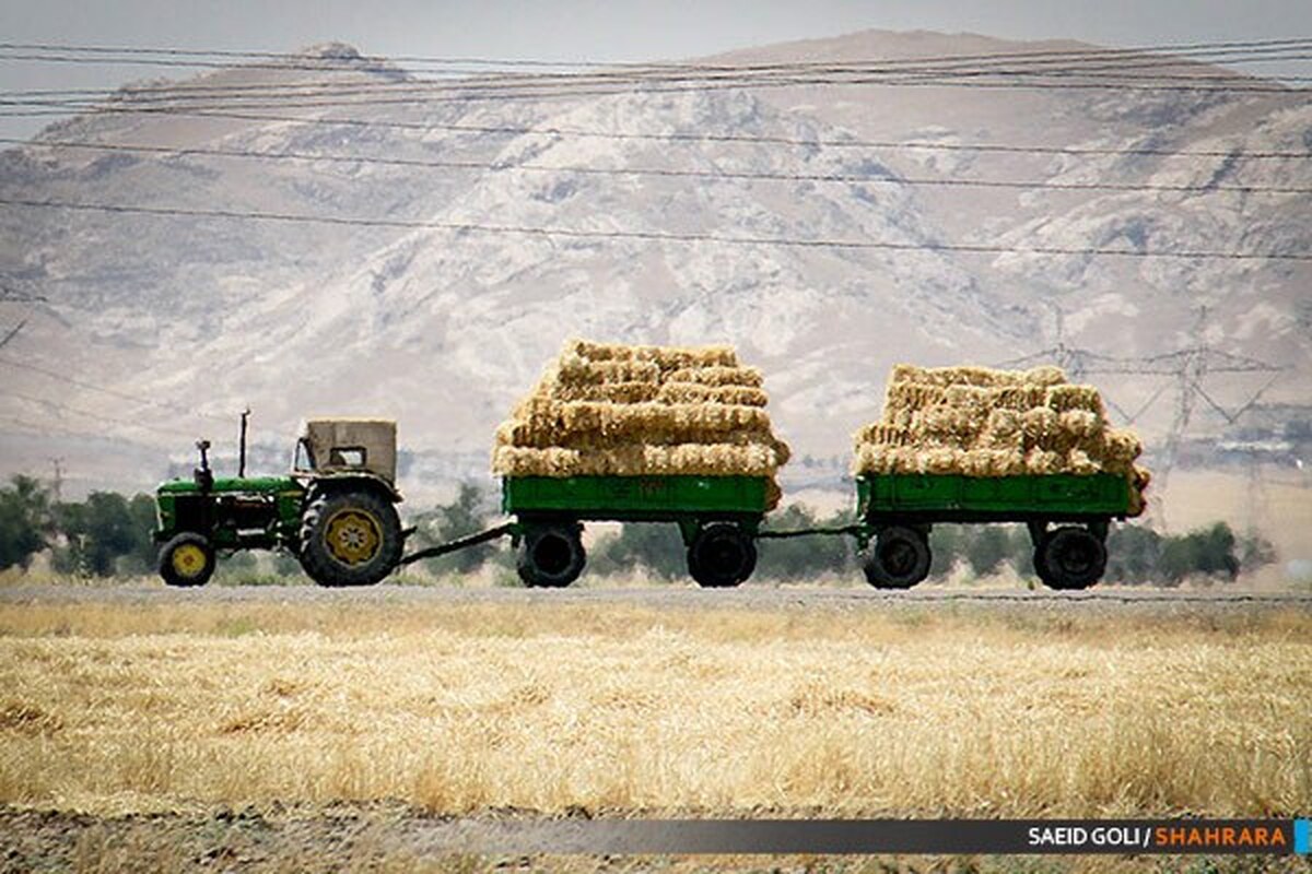معاون وزیر جهادکشاورزی از تحقق خودکفایی در تامین گندم نان خبر داد.
