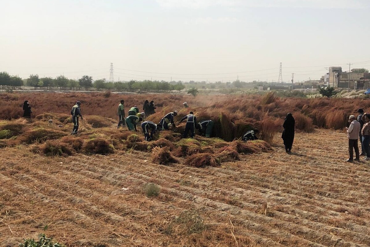 مسئول امور بهره‌برداری کمربند سبز شمالی مشهد گفت: امسال در پنج قطعه به مساحت ١٠ هکتار جارو مکی کاشت شد و اکنون در حال جمع‌آوری جارو‌ها هستیم و امیدواریم حدود ٨٠ تا ٩٠ تن جارو مکی برداشت کنیم.