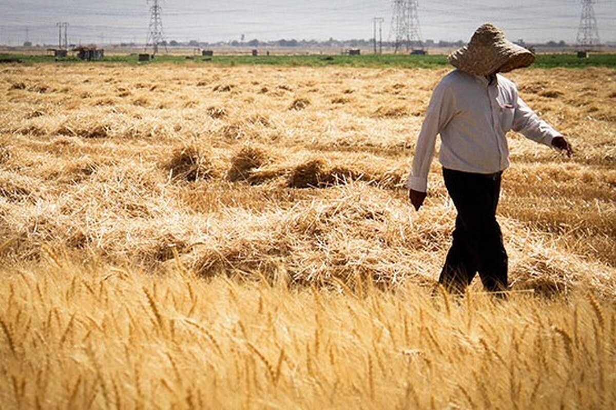 ۹۸ درصد مطالبات گندمکاران خراسان رضوی پرداخت شد