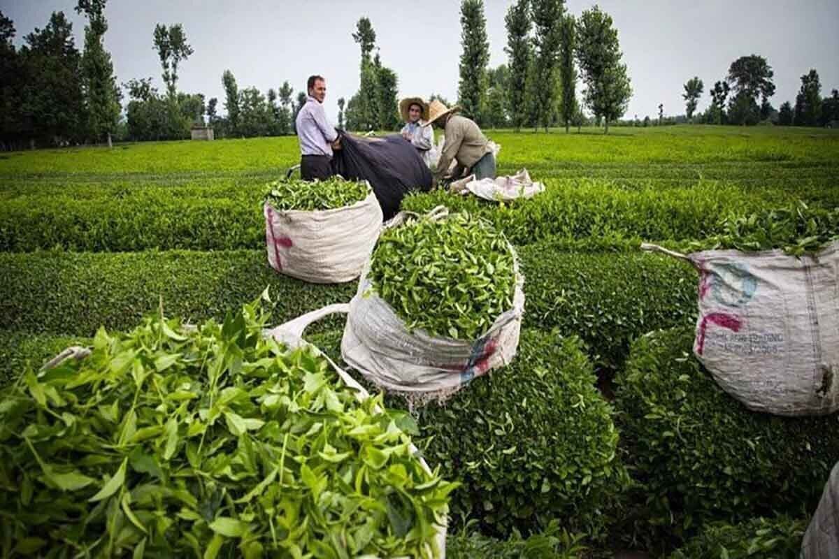 بعد از افزایش ۲۵ درصدی قیمت چای خارجی در اوایل تابستان، بعضی از برندها قیمت محصولات خود را برای دومین بار افزایش داده‌اند.