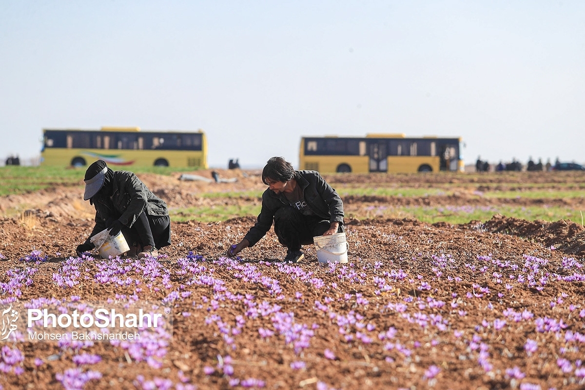 خشکسالی و سرمای استخوان‌سوز زمستان گذشته، داغ دل کشاورزان را روز به روز افزایش می‌دهد تا جایی که کاهش ۵۰ درصدی تولید زعفران به عنوان پردرآمدترین محصول کشاورزان خراسان رضوی را رقم زده است.