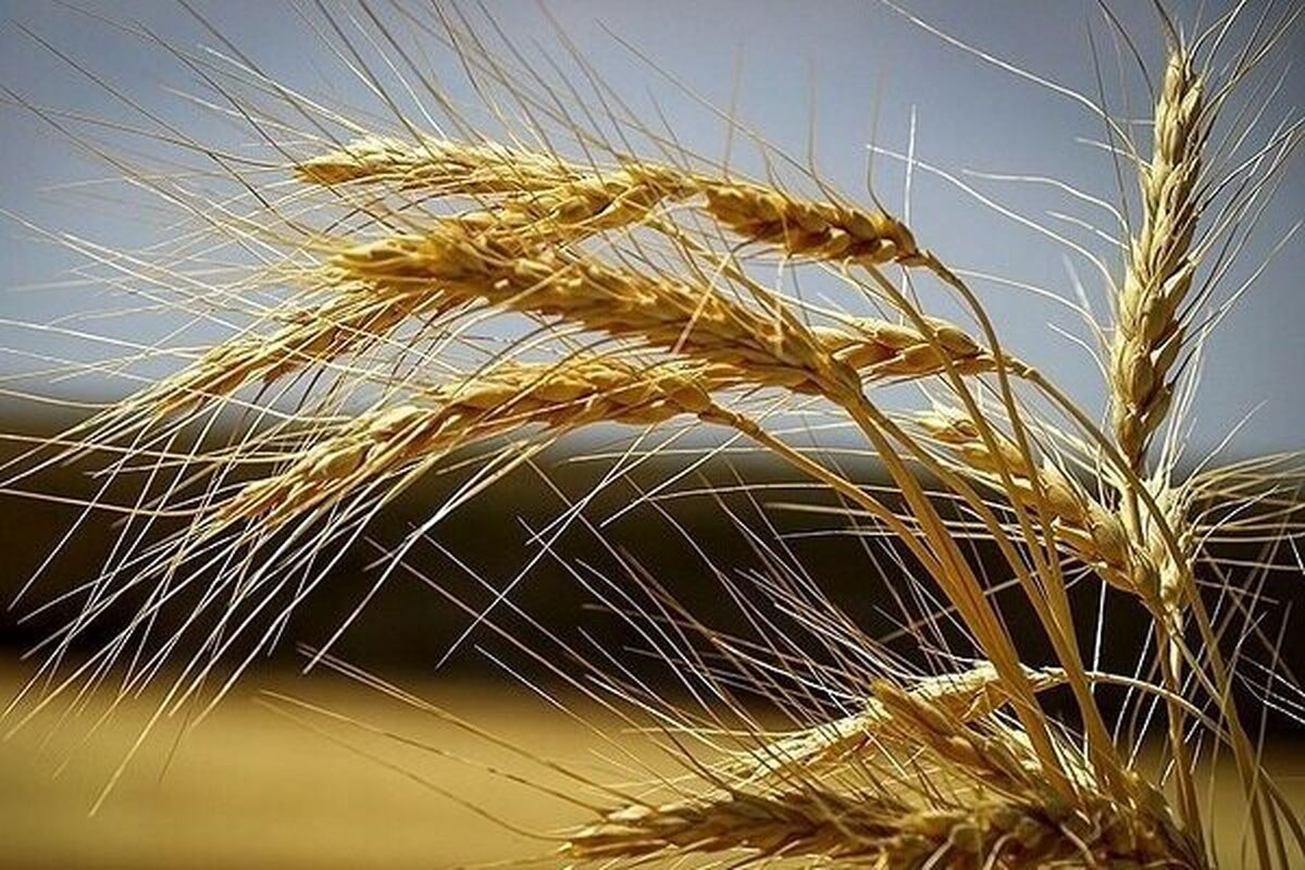 معاون امور زراعت وزارت جهاد کشاورزی گفت: خودکفایی در گندم ممکن، پایدار و برای همیشه است. امسال ۱۰.۵ تن خرید گندم داشتیم که خیلی از افراد باور نمی‌کنند و این جزو پدیده‌های دولت است.