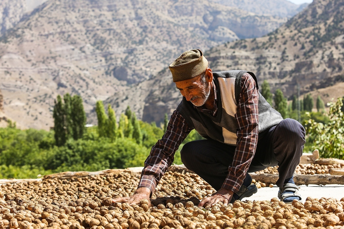 معاون بهبود تولیدات گیاهی سازمان جهاد کشاورزی خراسان رضوی از تولید ۶هزار و ۷۳۳ تن با عملکرد ۱۵۲۶کیلوگرم در هکتار در استان خبرداد.