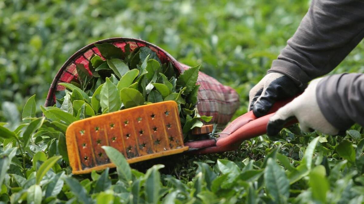 نماینده مجلس در صفحه مجازی خود نوشت: بانک مرکزی برای واردات چای بی کیفیت نزدیک به ۴ میلیارد، پول دارد، اما برای واردات خودرو پول ندارد؟!