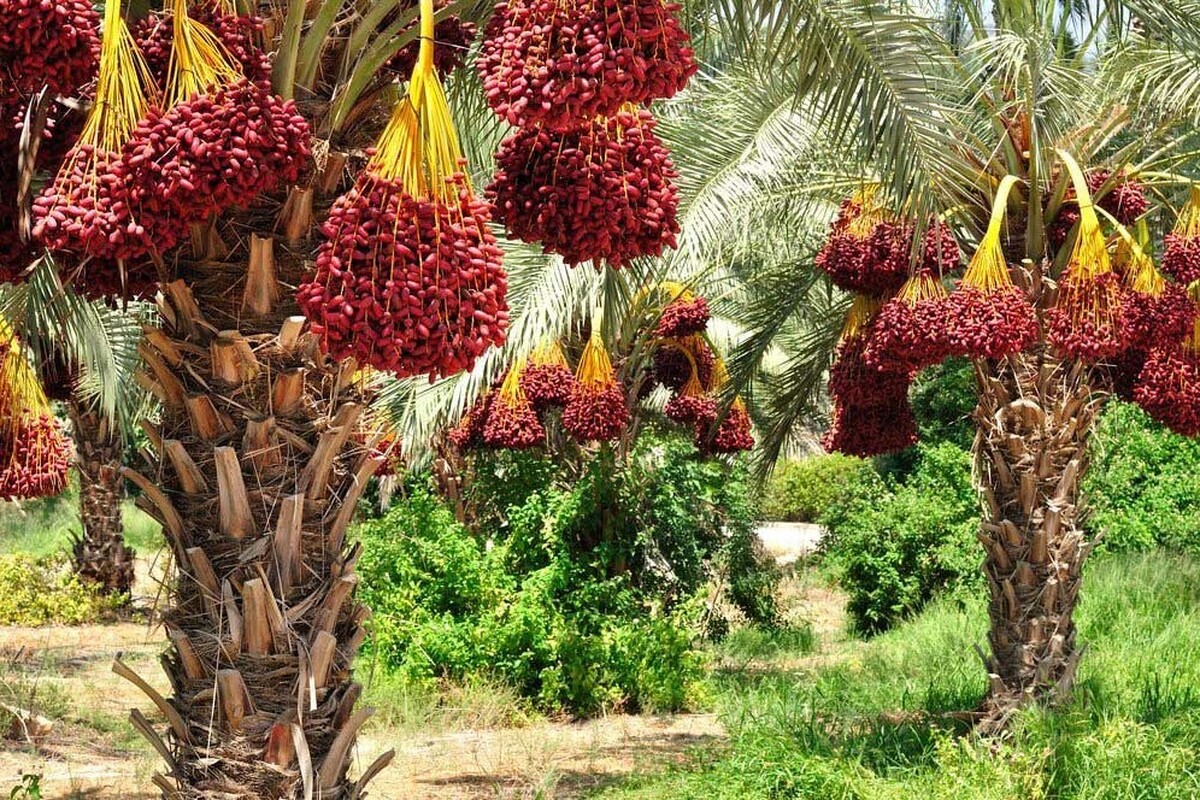 براساس اعلام سازمان غذا و کشاورزی ملل متحد (فائو)، مصر با تولید ۱/۷ میلیون تُن خرما در دو سال گذشته، بزرگترین تولیدکننده این میوه در جهان معرفی شد. عربستان سعودی و ایران نیز به ترتیب در رده‌های دوم و سوم بزرگترین تولیدکنندگان خرما در جهان قرار گرفتند.