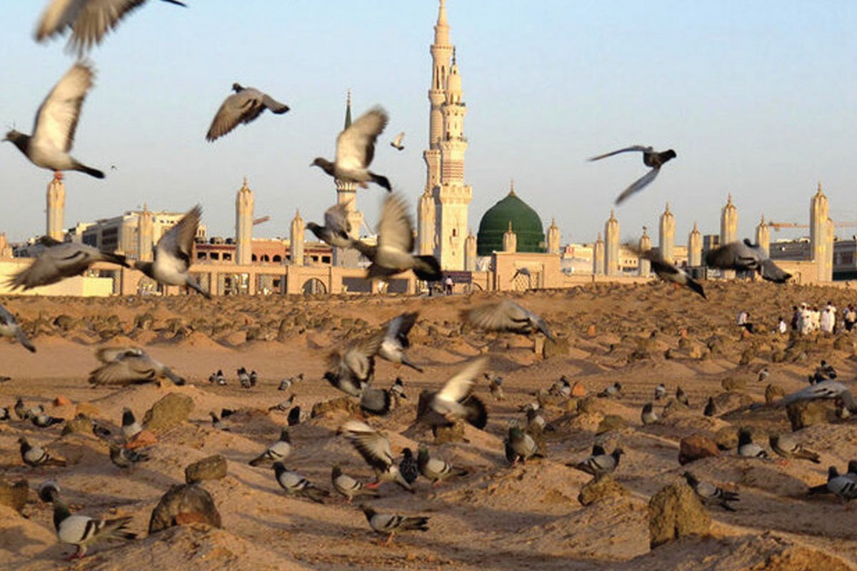 هجده سالگی تان اگر ادامه داشت، محسنتان پیش چشم‌های حسن و حسین و زینب می‌بالید و به راه می‌افتاد، جبرئیل برایش لالایی می‌خواند و دست در دست دو برادرش تا مسجد می‌رفت و به علی اقتدا می‌کرد.