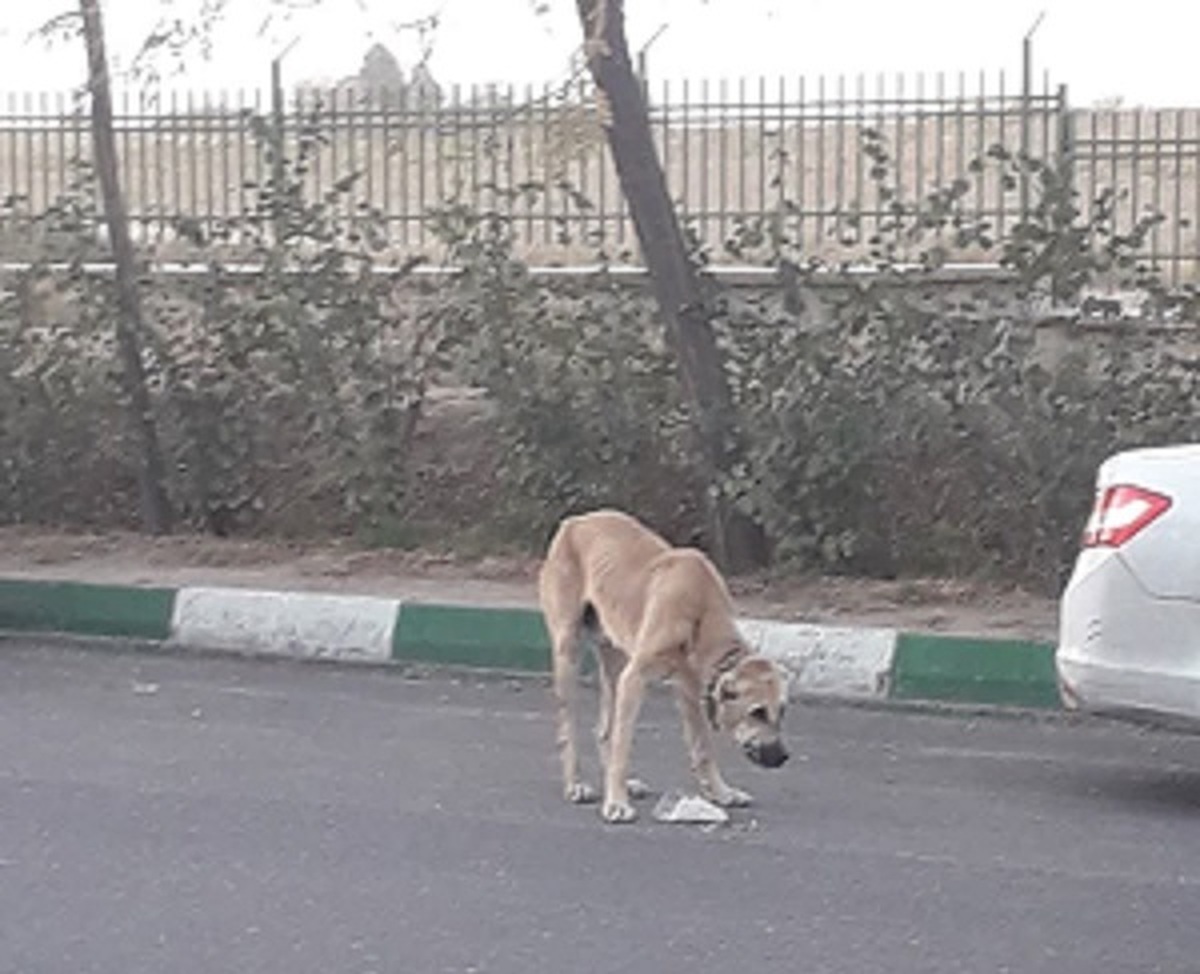 شهروند خبرنگار | درخواست جمع آوری سگ های ولگرد در محوطه بهشت رضا(ع) مشهد + پاسخ