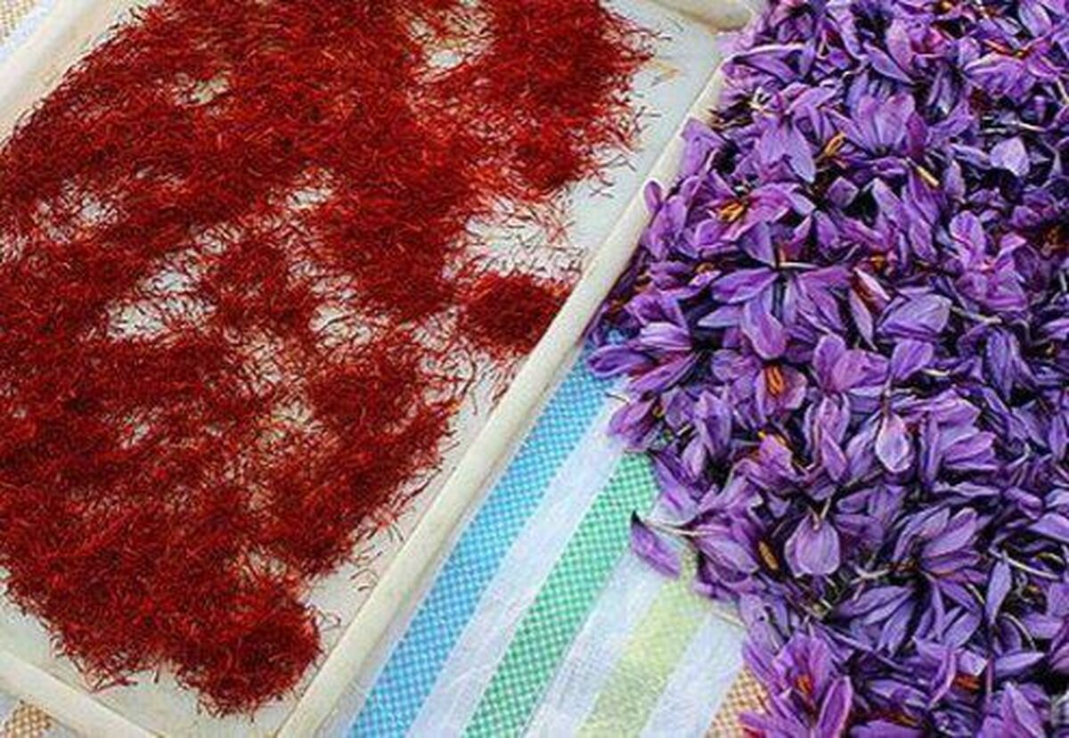 با پیشنهاد و پیگیری باشگاه خلاقیت، آموزش، حمایت و بهره برداری زعفران کمیسیون ملی یونسکو ایران (OSEC) و همراهی و وفاق تشکل‌های تخصصی زعفران روز  ۵ آبان  ماه به عنوان  روز ملی زعفران  نام گذاری شد.