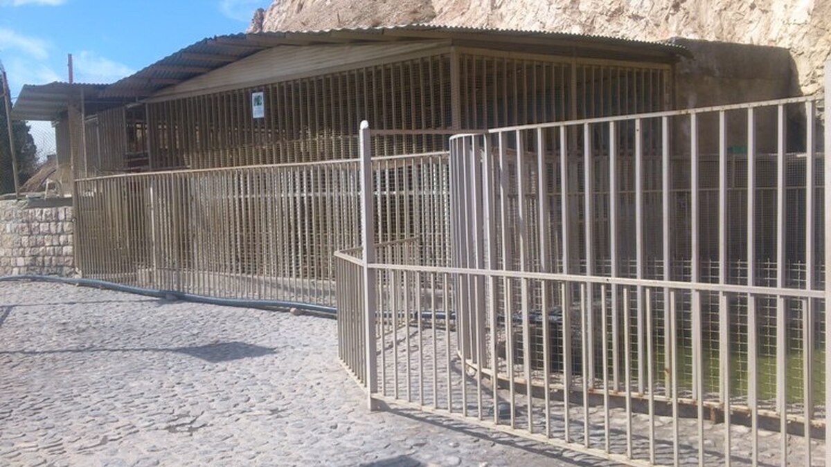فک پایین این گرگ بر اثر ضربه شکسته و بدون درمان به حال خود رها شده است. بقیه حیوانات این باغ وحش هم وضعیت خوبی ندارند.