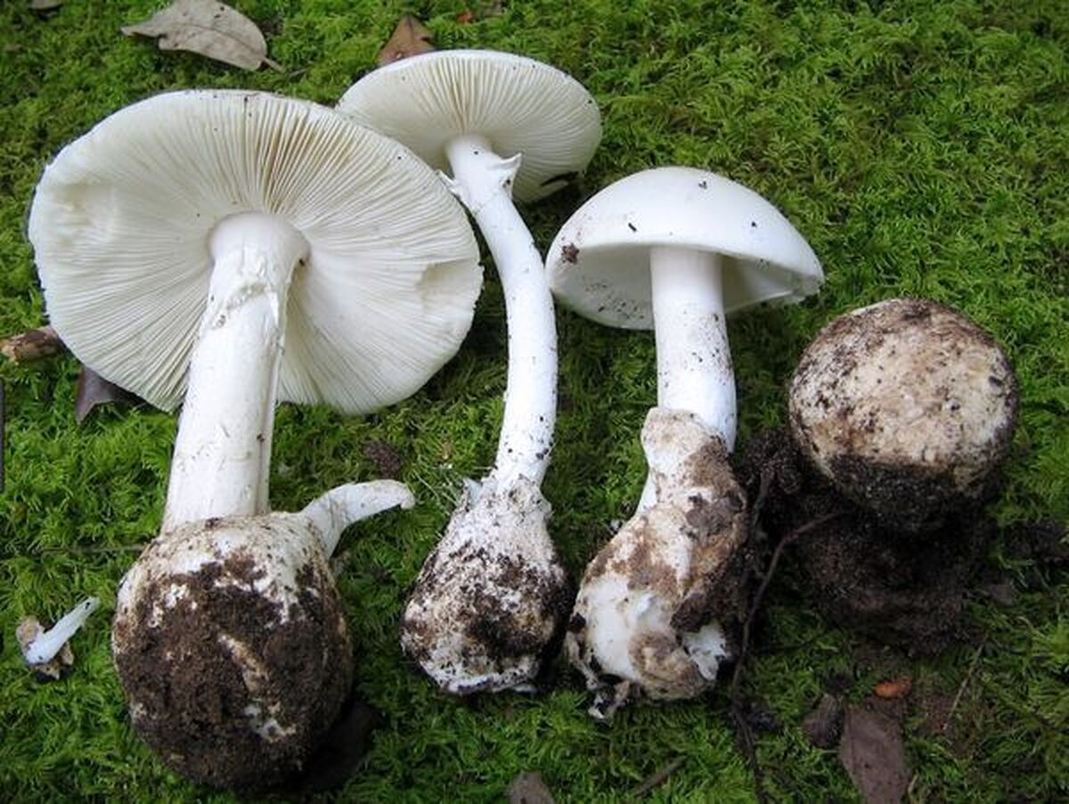 مدیرکل دفتر امور مراتع سازمان منابع طبیعی و آبخیزداری کشور گفت: با توجه نزدیک شدن به فصل رویش قارچ‌های سمی در طبیعت از برداشت و مصرف خودسرانه قارچ‌های موجود در طبیعت و همچنین گیاهان دارویی که نوع آن ها را نمی‌شناسند جداً خودداری کنند،