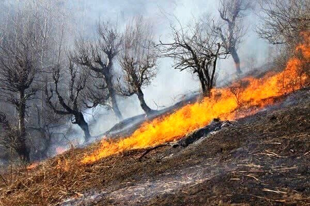 آتش‌سوزی در پارک ارم تکذیب شد.
