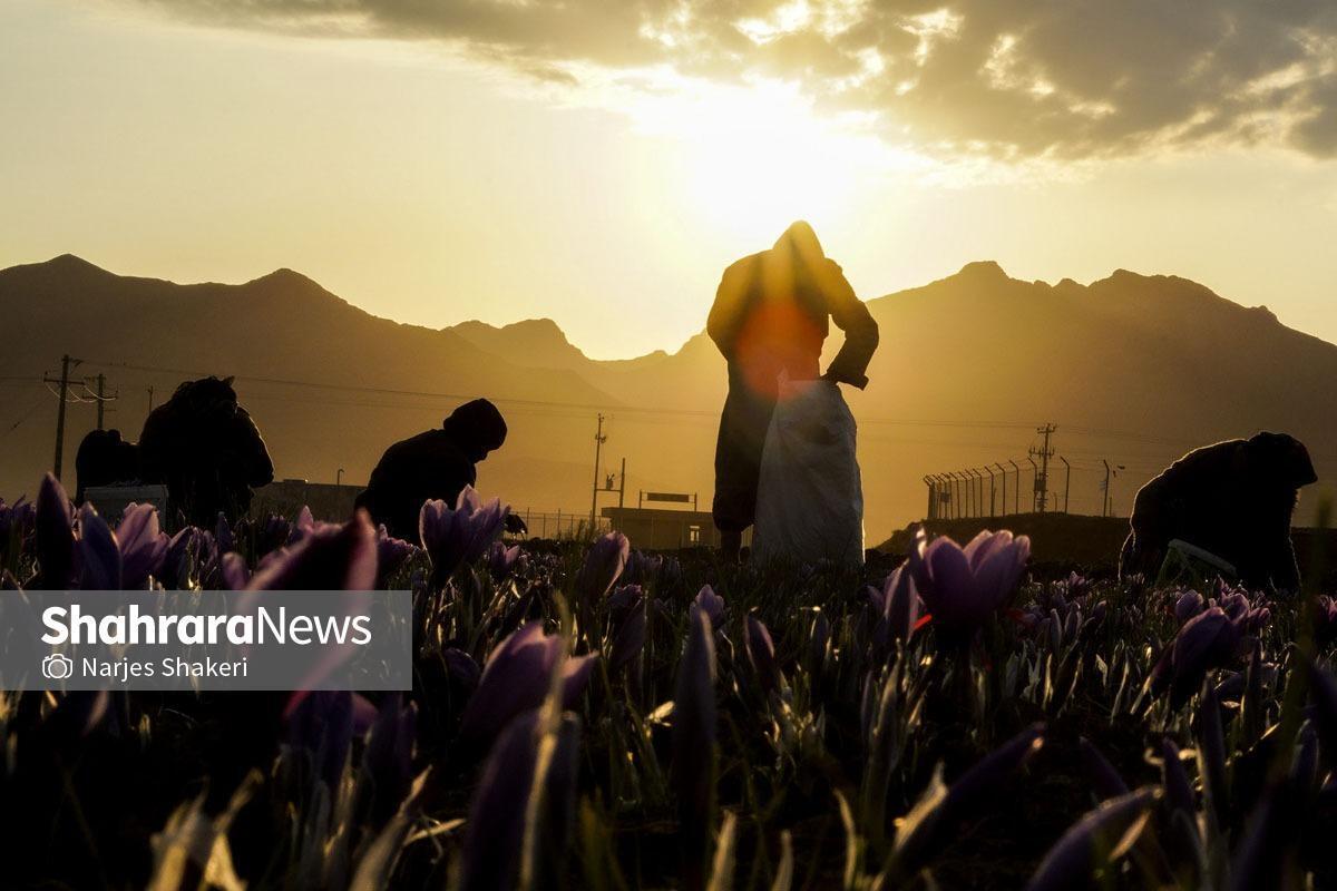 معاون پژوهشی مرکز تحقیقات و آموزش کشاورزی و منابع طبیعی خراسان رضوی گفت: با هدف افزایش قدرت رقابت‌پذیری زعفران ایرانی، این محصول به‌زودی شناسنامه‌دار می‌شود.