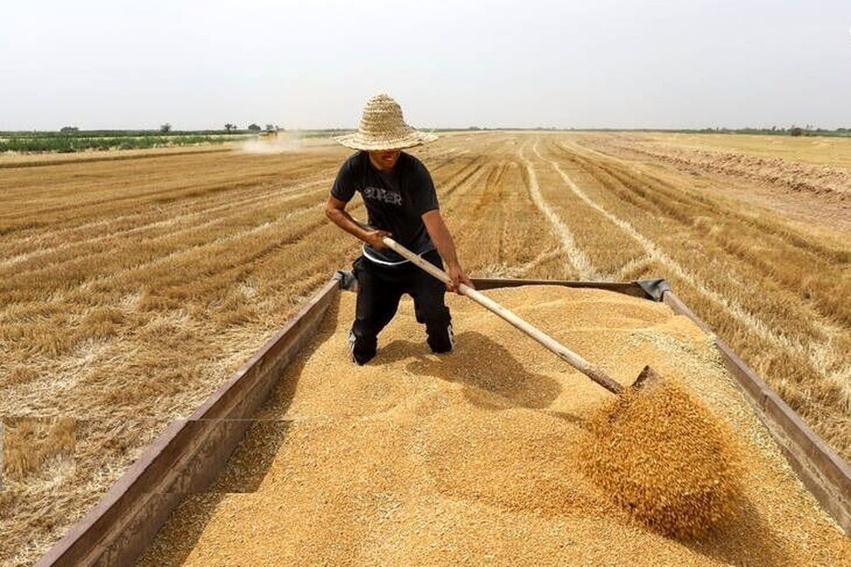 مجری طرح گندم با بیان اینکه سطح زیر کشت گندم آبی و دیم کشور در سال زراعی جاری ۶ میلیون و ۳۱۰ هزار هکتار است، گفت: با توجه به کاهش ۴۰ درصدی بارش‌ها نسبت به میانگین سال گذشته، کشاورزان مدیریت آبیاری مزارع را جدی بگیرند.