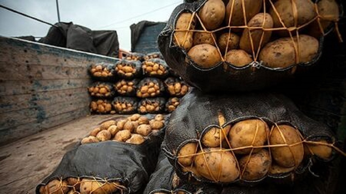 قیمت سیب‌زمینی در میادین تره‌بار مشهد که در دو روز گذشته با رشد ۲ هزار تومانی، به کیلویی ۲۰ هزار تومان رسیده بود، امروز طبق اعلام اتحادیه بارفروشان مشهد، ۵ هزار تومان کاهش یافت.