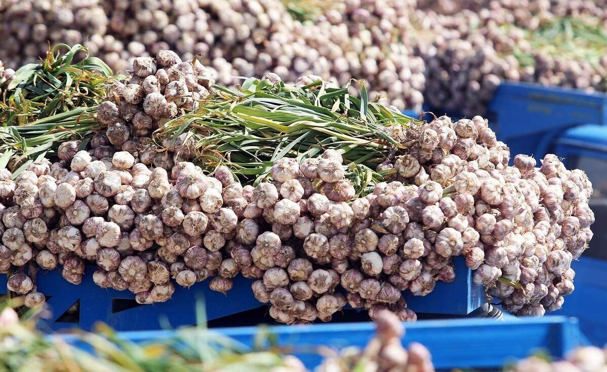 اتحادیه بارفروشان مشهد قیمت سیر درجه دو به صورت عمده فروشی در میادین میوه و تره بار را کیلویی ۱۵۰ هزار تومان اعلام کرد.