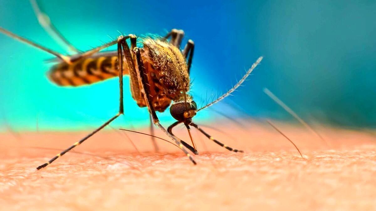 براساس گزارش نظام مراقبت بهداشتی، از ابتدای امسال، بالغ بر۱۰۹۴ مورد مثبت تب دنگی در کشور تشخیص داده شده است.