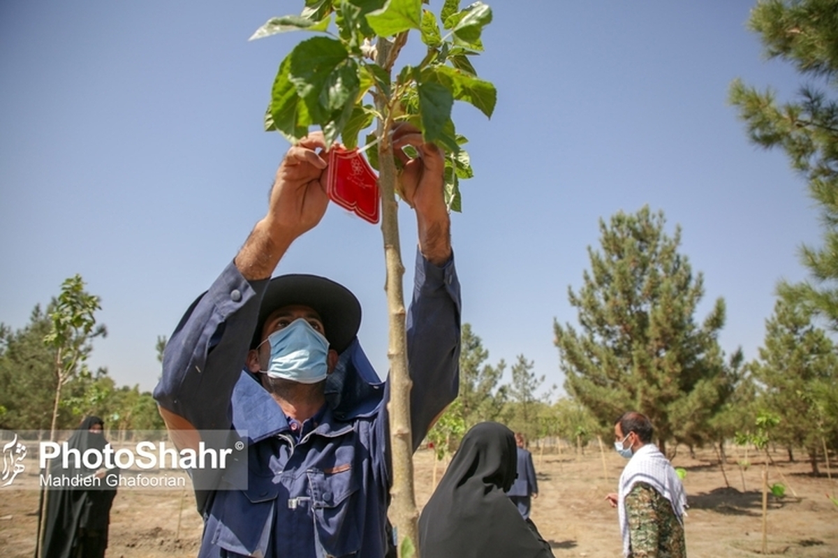 رئیس کمیسیون خدمات‌شهری و محیط‌زیست شورای اسلامی شهر مشهد مقدس گفت: در هفته درختکاری امسال، بیش از ۳۰ هزار اصله درخت مثمر برای تحویل به شهروندان مشهدی در نظر گرفته شده است که به افراد متقاضی تحویل داده می‌شود.