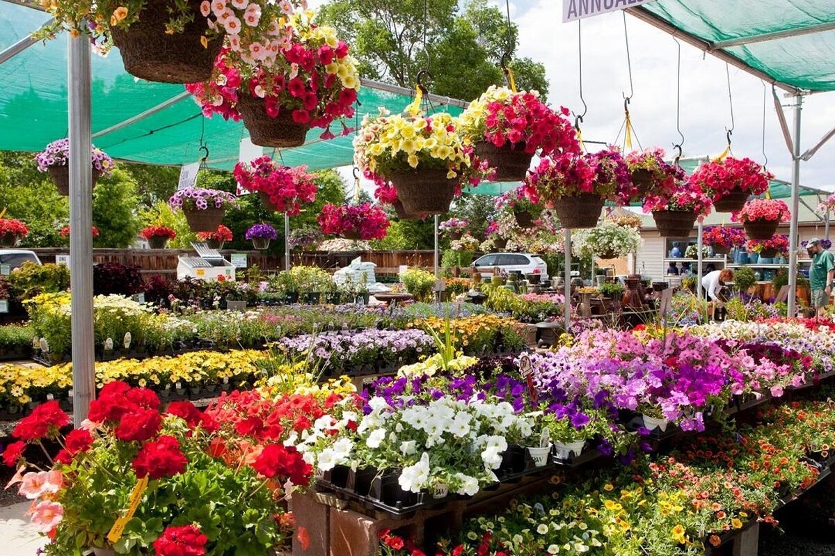 شهرداری مشهد برای تسهیل دسترسی شهروندان به نهال و گل و گیاه، اقدام به برپایی غرفه‌های فروش ویژه با تخفیف در ورودی‌های شهر کرده است.