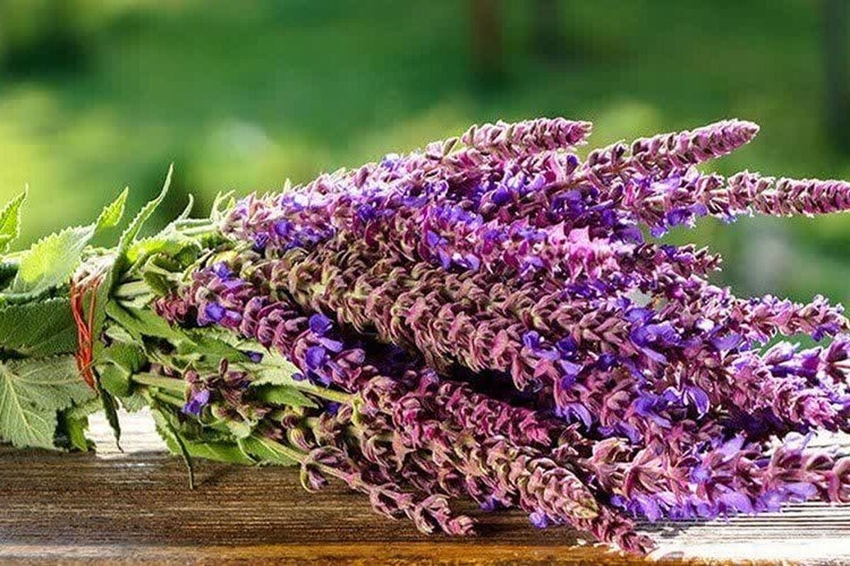 ترکیبات موجود در «مریم‌گلی» برای زنانی که دچار ضعف عضلات رحم هستند، مفید بوده و به تنظیم دوره‌های قاعدگی نامنظم و کاهش علائم سندروم پیش‌ازقاعدگی (PMS) کمک می‌کند.