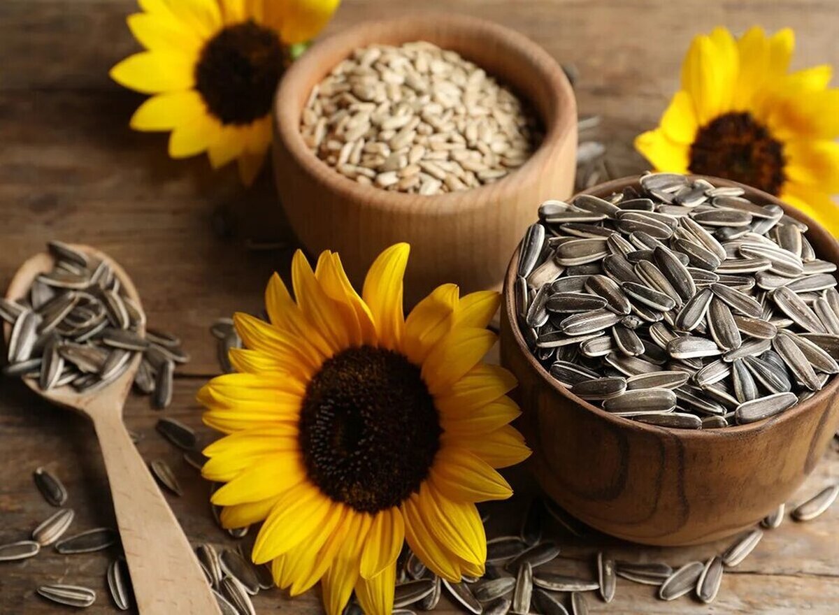 یک مشاور تغذیه و رژیم غذایی در پاسخ به این پرسش که آیا مغز تخمه آفتابگردان برای مبتلایان به دیابت و کبد چرب مضر است می‌گوید: مغز تخمه آفتابگردان اگر در حد متعادل و به شکل خام و کم‌نمک مصرف شود می‌تواند برای مبتلایان به دیابت و کبد چرب مفید هم باشد.