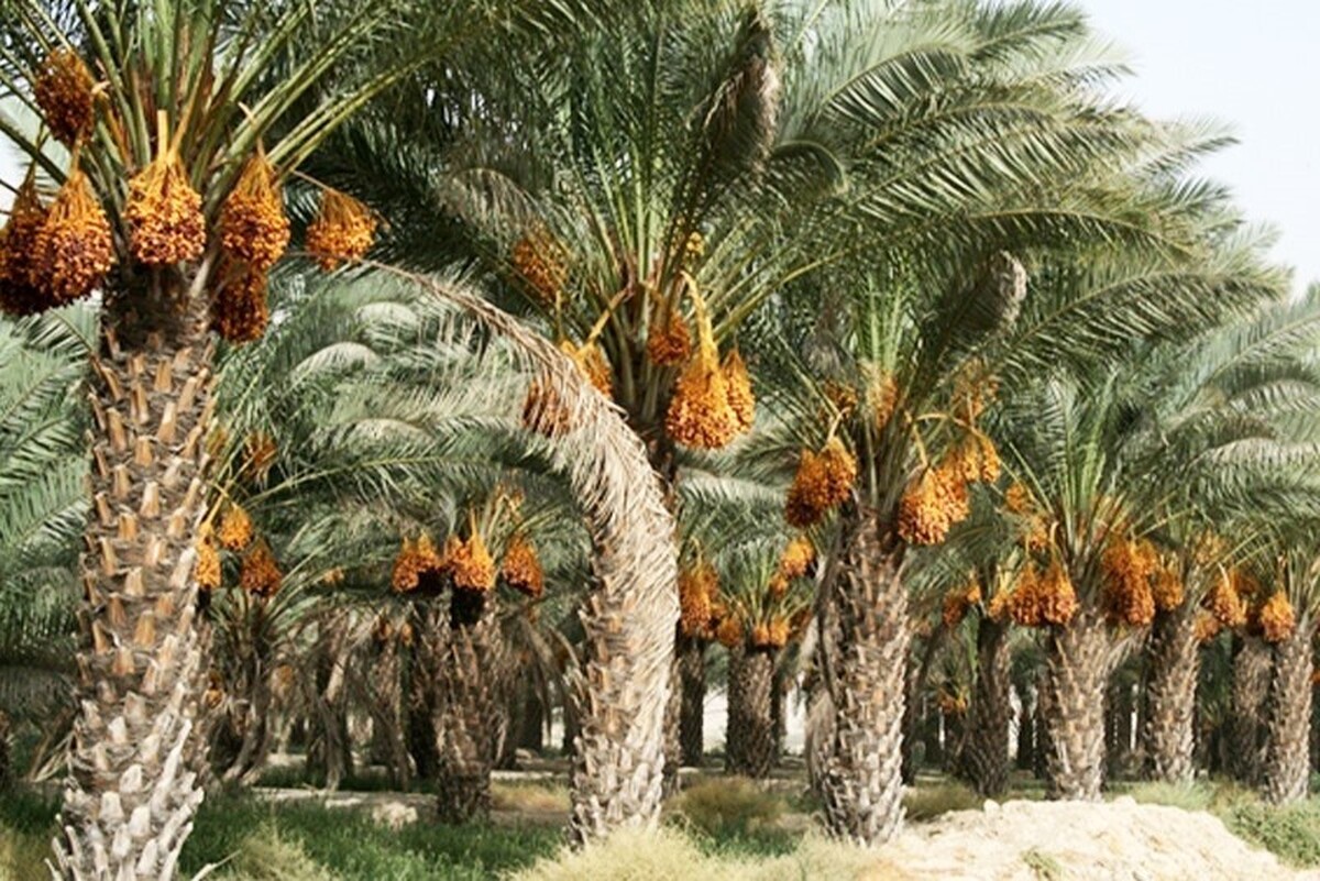 نخلستان آبپخش یکی از بزرگ‌ترین و زیباترین نخلستان‌های ایران است که در شهرستان دشتستان و در فاصله ۶۰ کیلومتری بوشهر و در نزدیکی برازجان واقع شده است.