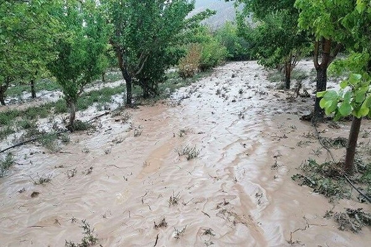 فرماندار بردسکن از وارد شدن خسارت از ۲۰ تا ۷۰ درصد به اراضی کشاورزی و باغی در پی بارش باران شدید و وقوع سیل در این شهرستان خبر داد.