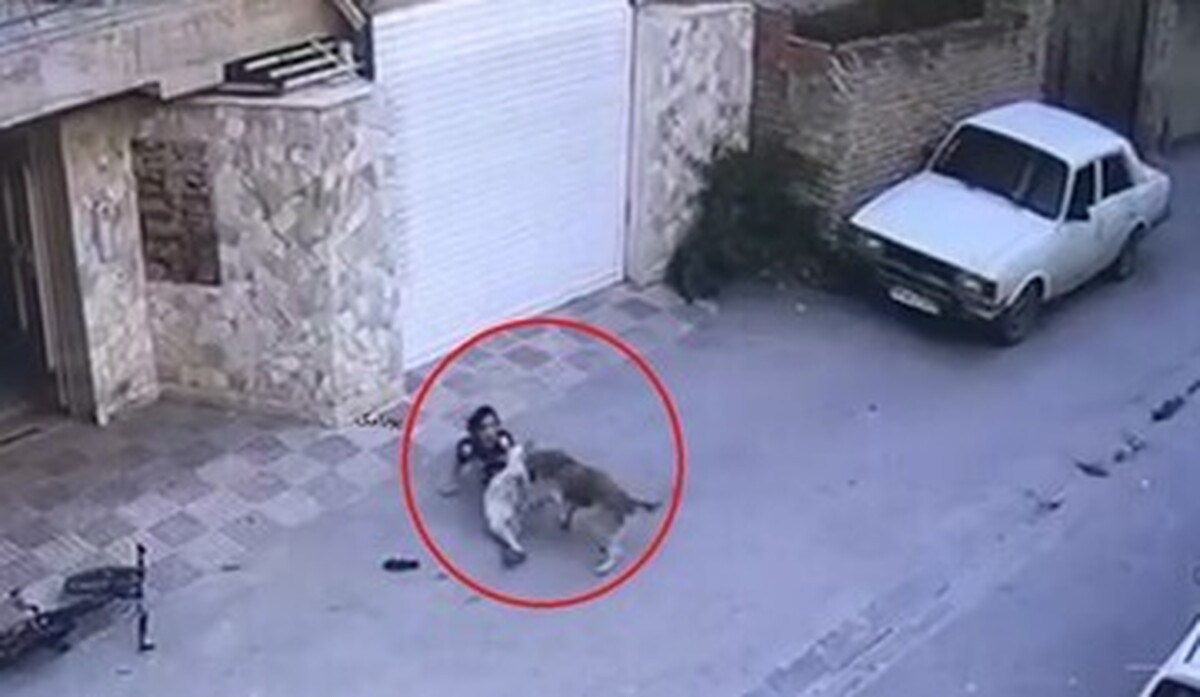 چند روز گذشته فیلمی دلخراش از حمله یک سگ ولگرد به دختربچه هشت‌ساله نکایی منتشر شد. متأسفانه عصر روز سه‌شنبه هفته جاری این کودک به‌علت ابتلا به بیماری هاری ناشی از گازگرفتگی سگ به کام مرگ فرو رفت!