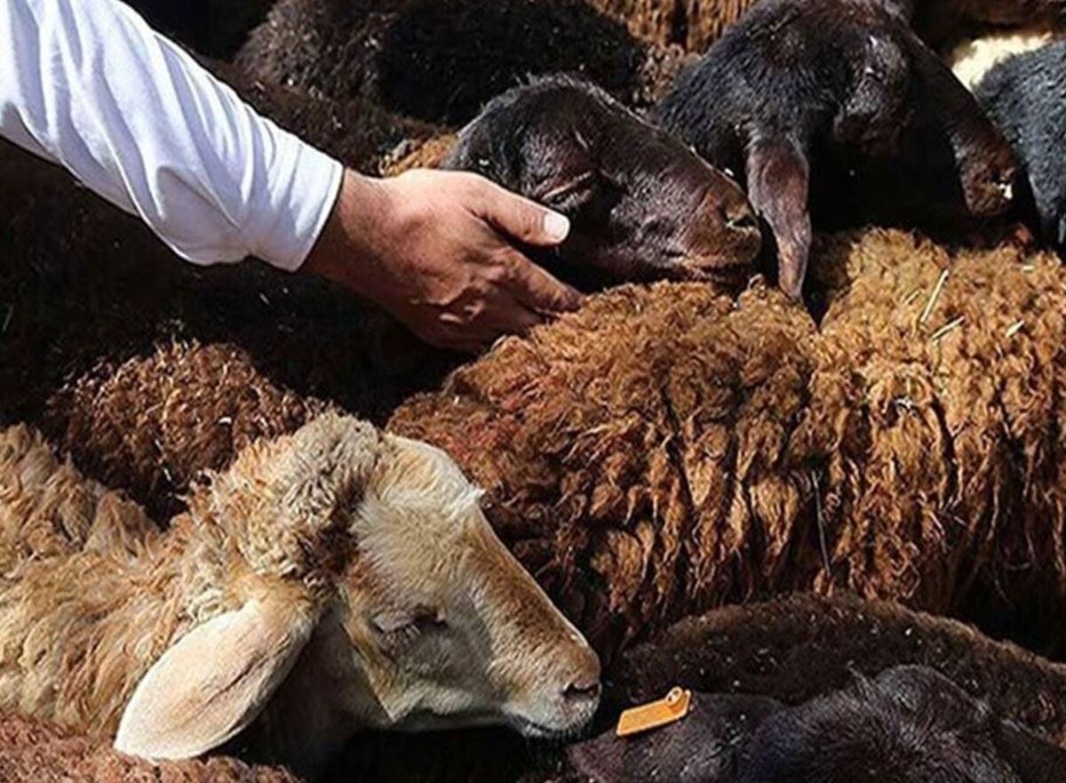 به منظور حفظ سلامتی و جلوگیری از ابتلا به بیماری تب کریمه کنگوف عرضه و ذبح دام در خارج از مراکز دام ممنوع می‌باشد.